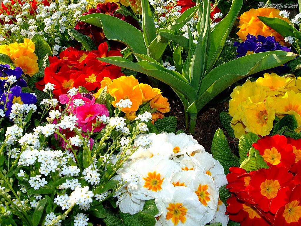 Click To Enlarge Beautiful Colorful Flowers Wallpaper