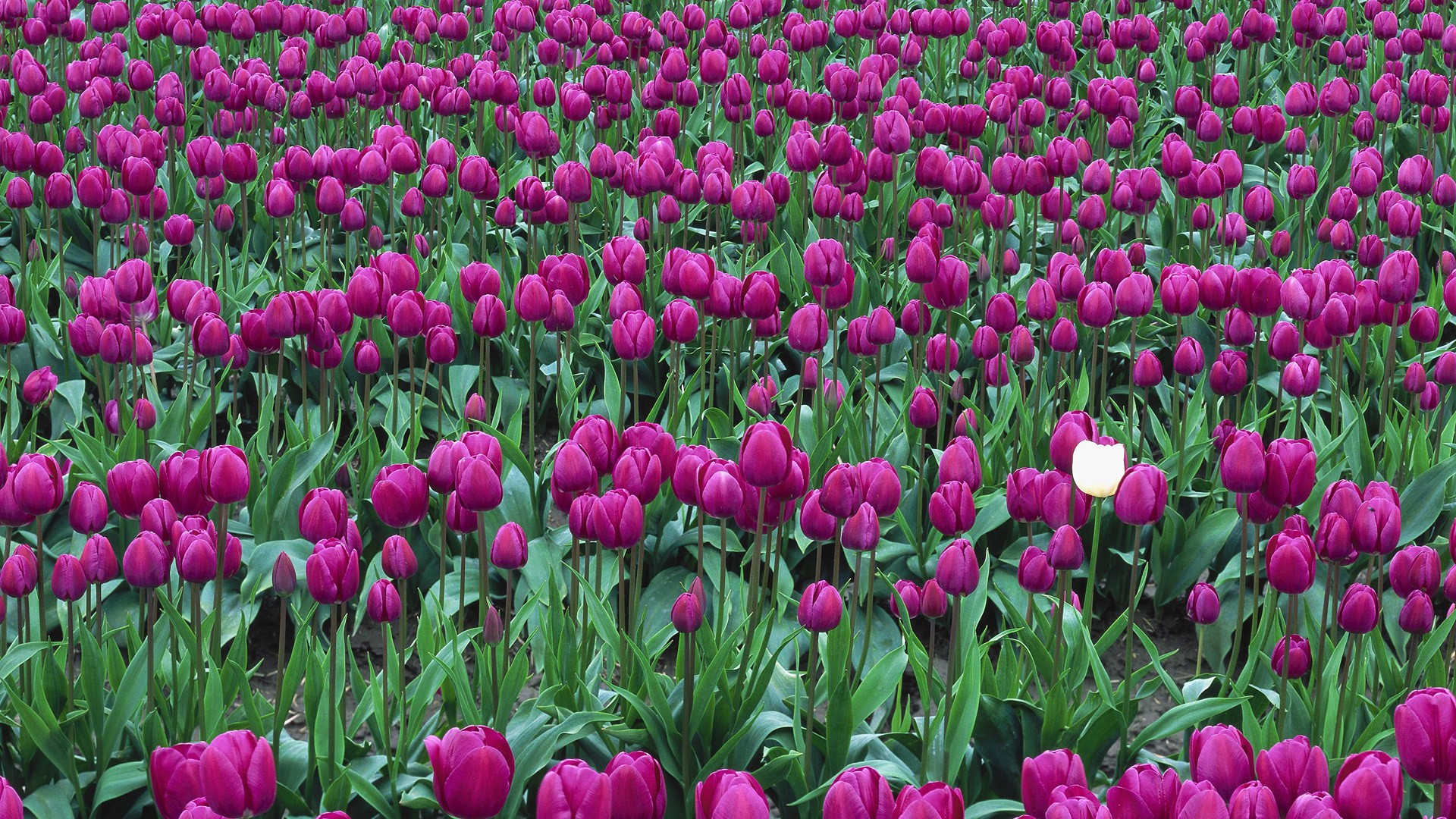 Valley Spring Wallpaper Tulips Washington