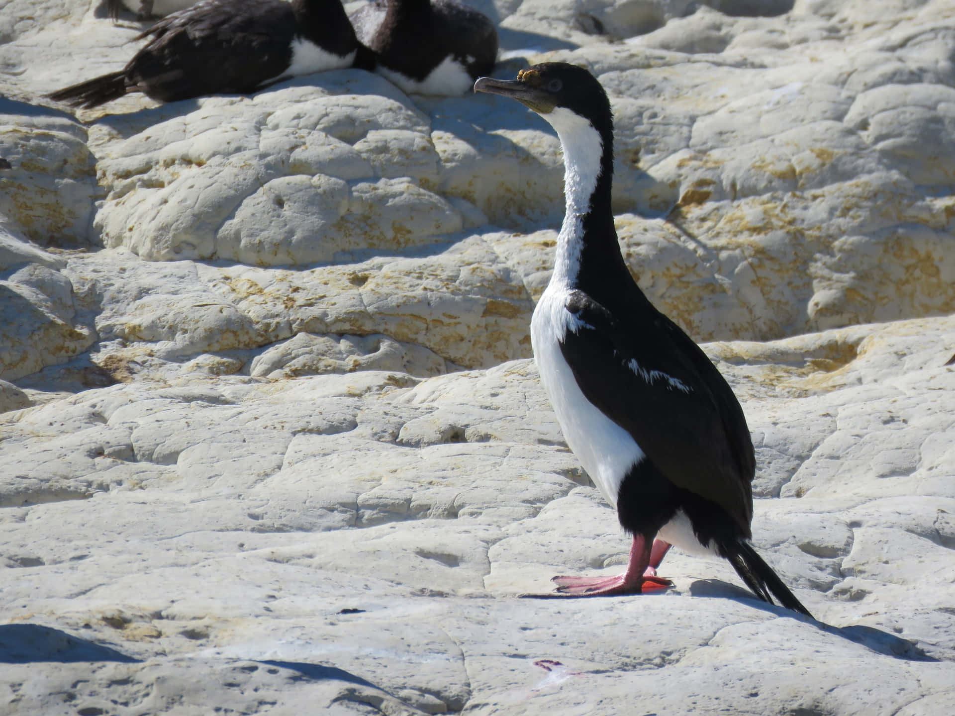 Imperial Shag On Rocky Shore Wallpaper