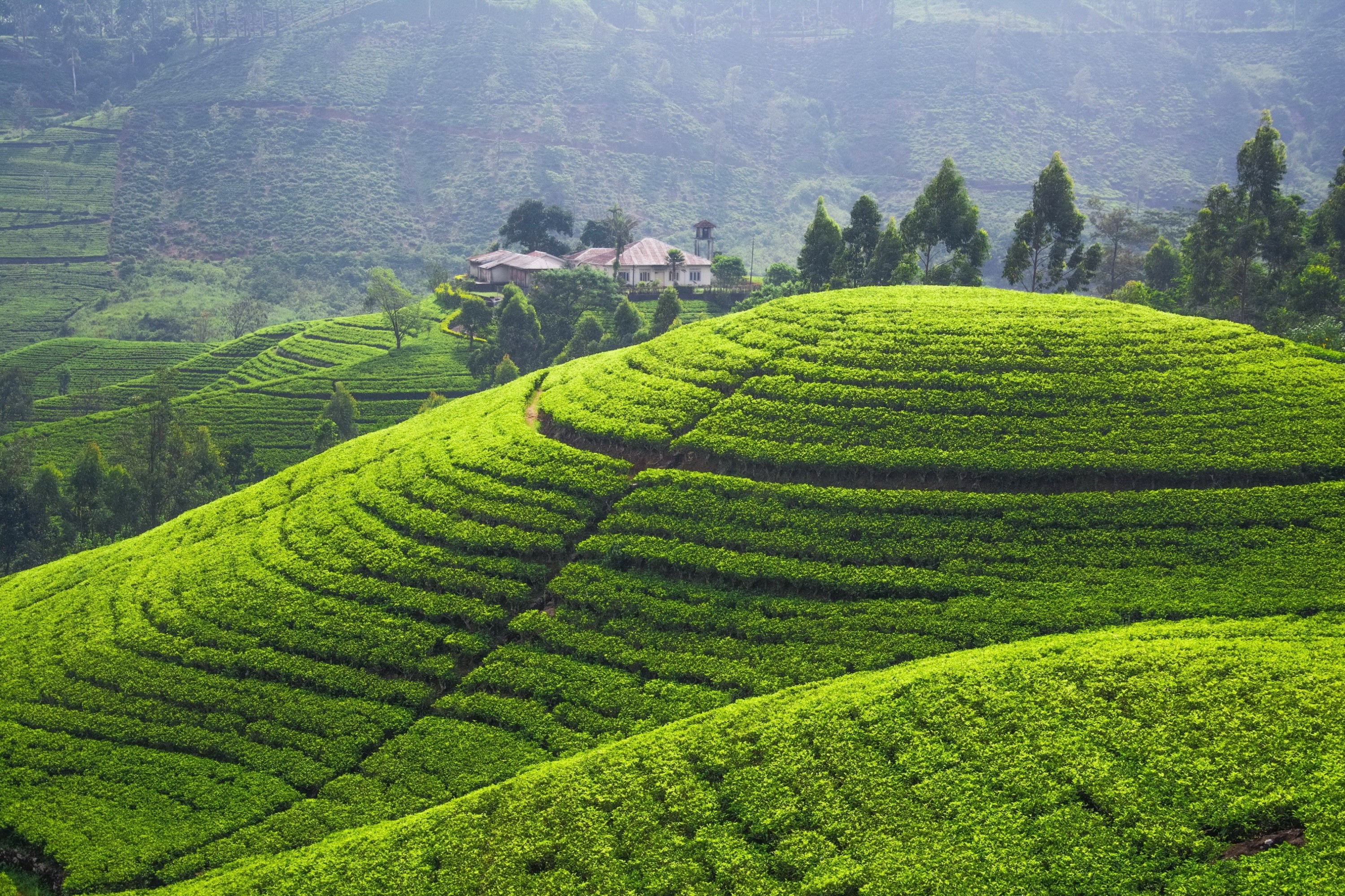 Tea Plantation HD Wallpaper Background Image Id