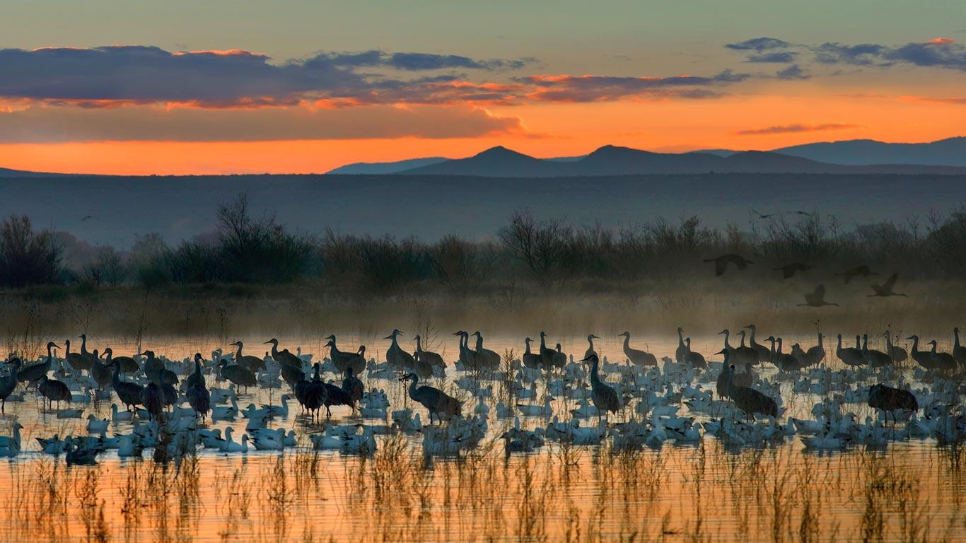 Snow Geese And Sandhill Cranes Flock In The Bosque Del Apache National
