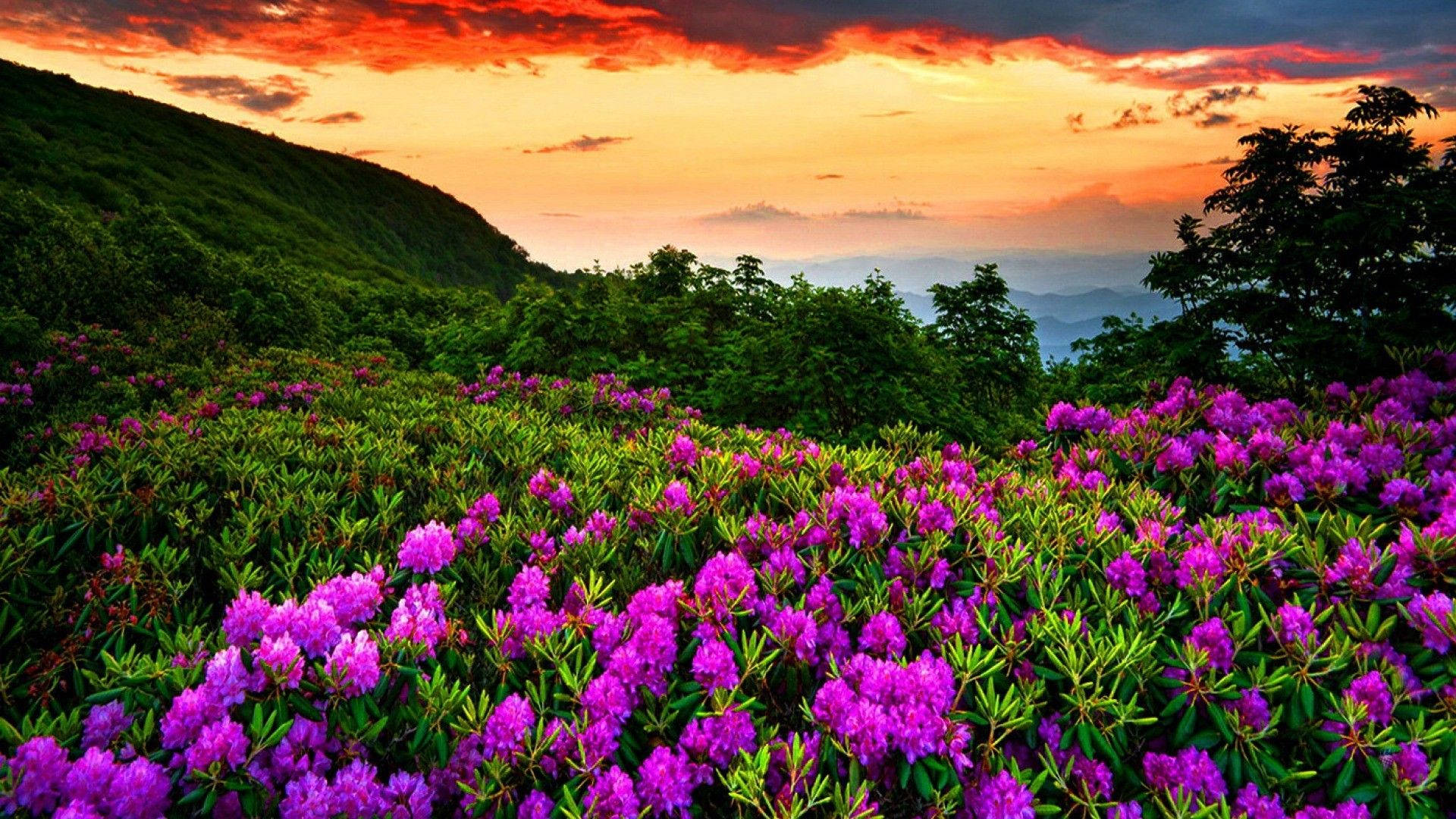 Most Beautiful Spring Wallpaper