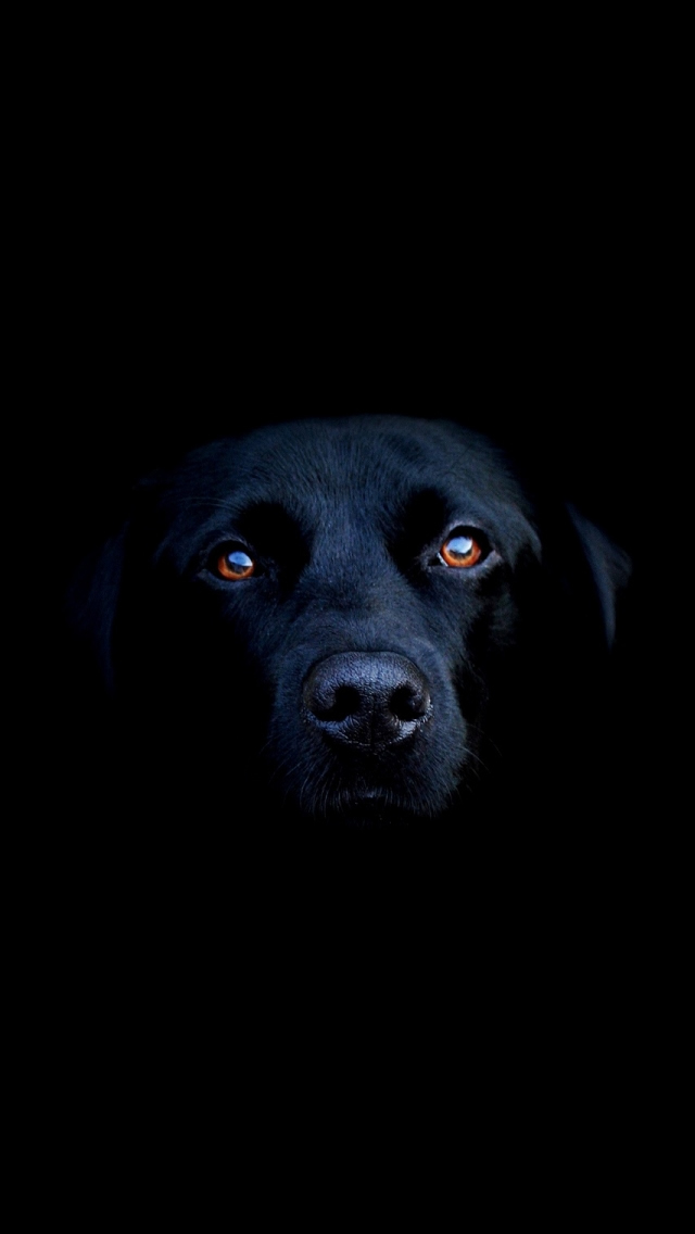 Black Dog iPhone 5s Wallpaper iPad