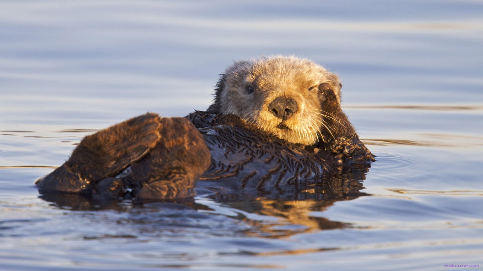 Resolutions Of Cute Otter Beauty HD Wallpaper