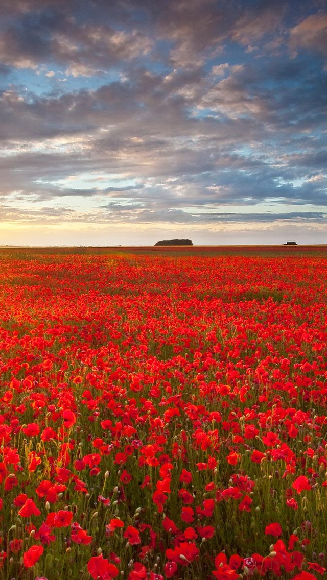 Red Tulips Wallpaper Iphone