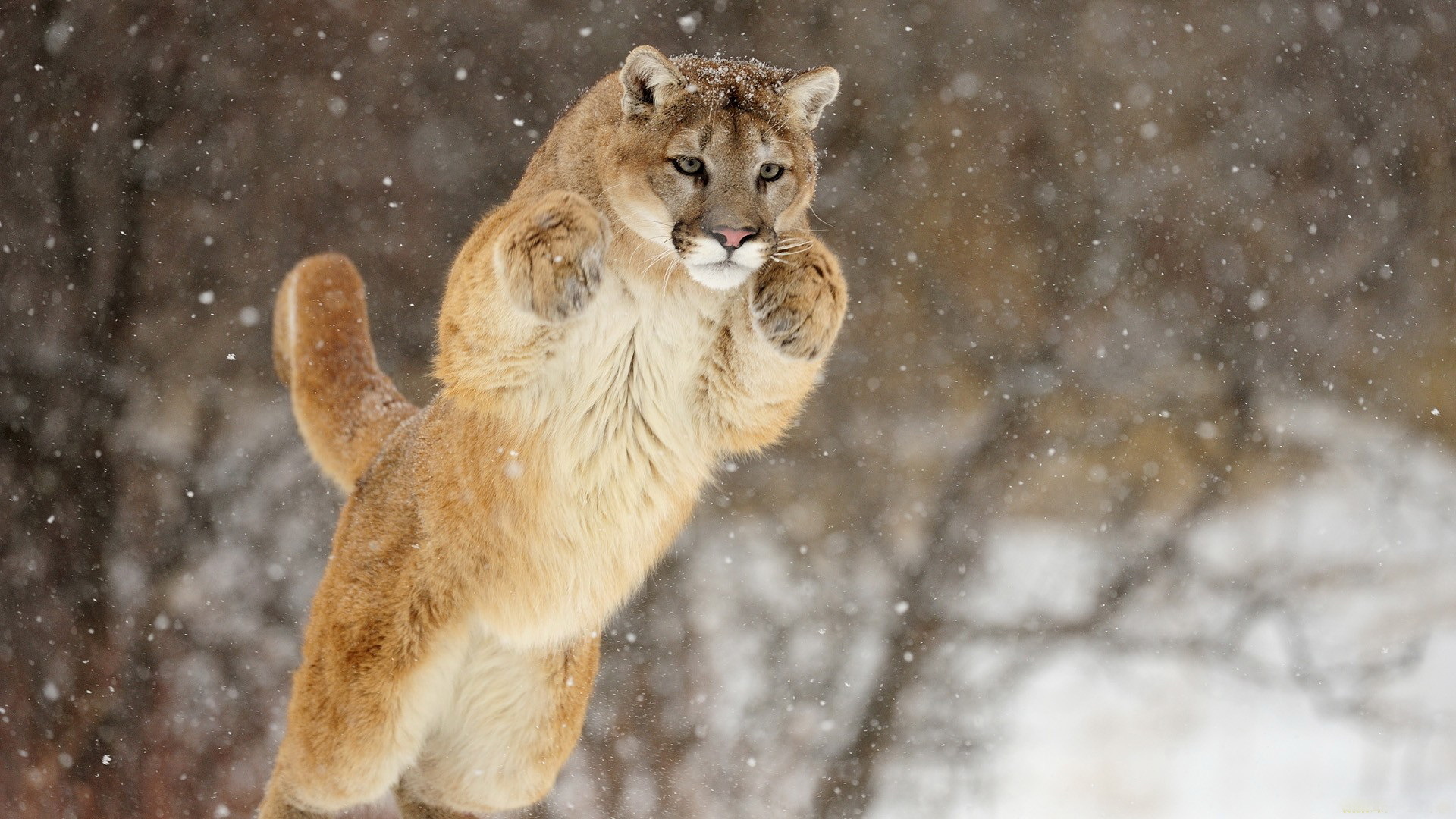 Free Download Puma Animal Wallpaper Hd Background Of Your Choice By Free Download Puma Animal Wallpaper Hd Background Of Your Choice By