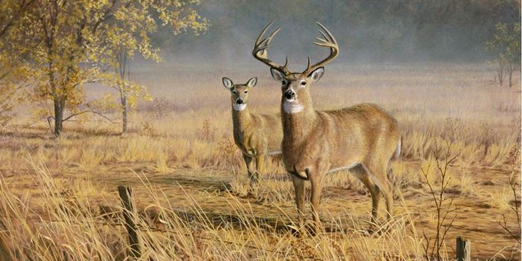 Wildlife Murals Buck And Doe Mural Wallpaper