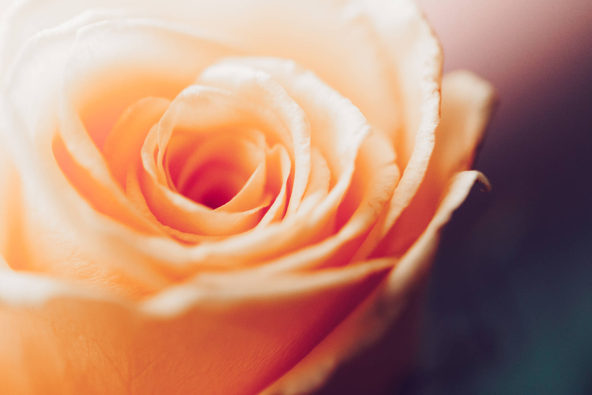 Love Rose HD Wallpaper