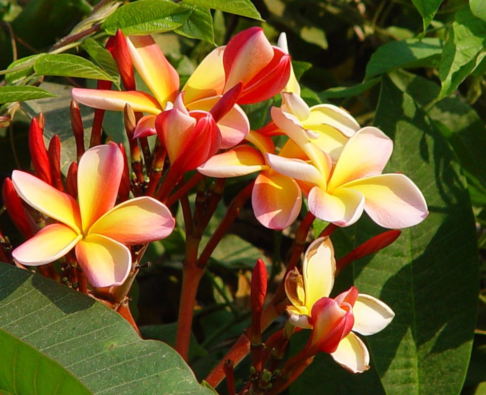 Hawaiian Flower Exotic Flowers Wallpaper Puter Desktop
