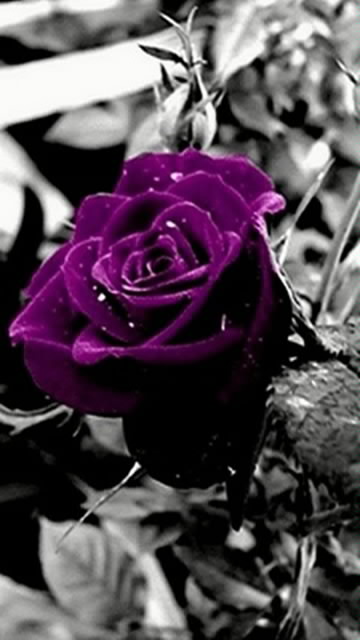 Purple Roses Hd Wallpaper For Mobile