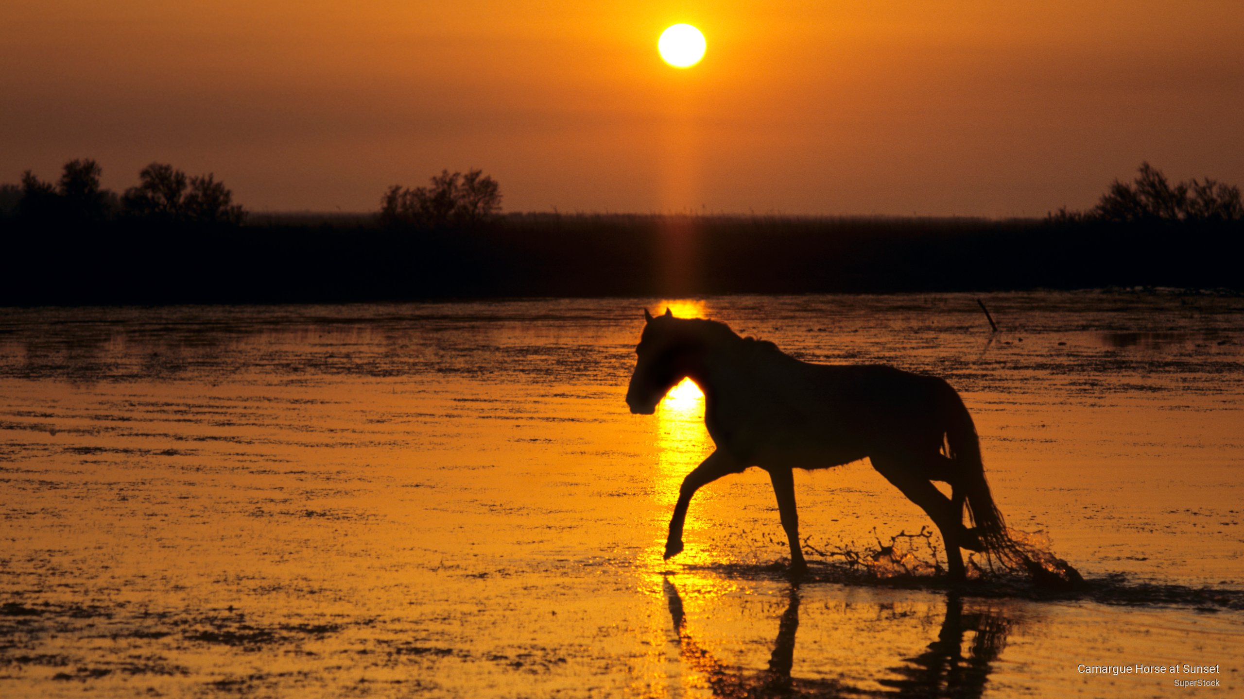 Webshots Camargue Horse At Sunset