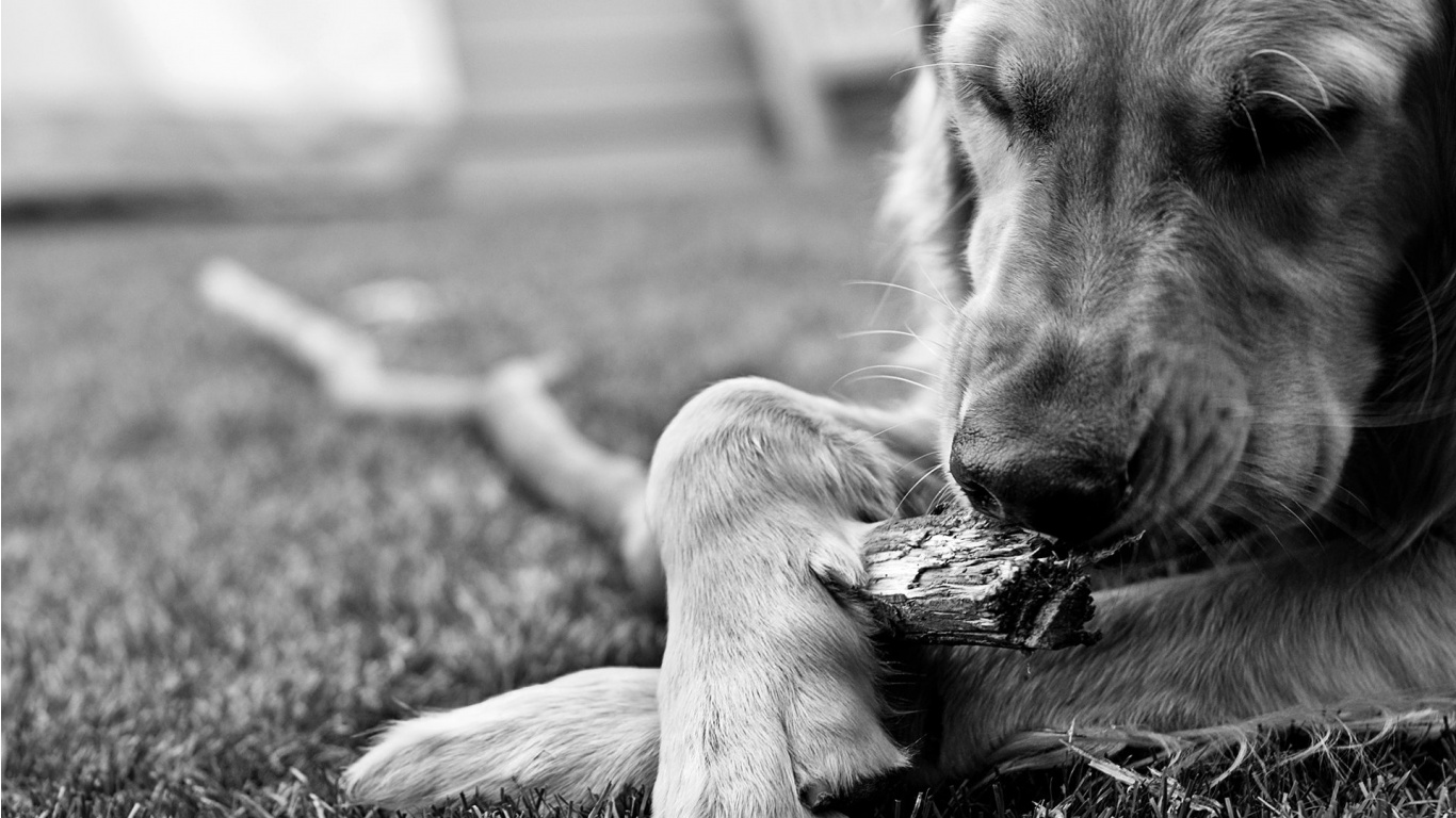 Black And White Dog Wallpaper