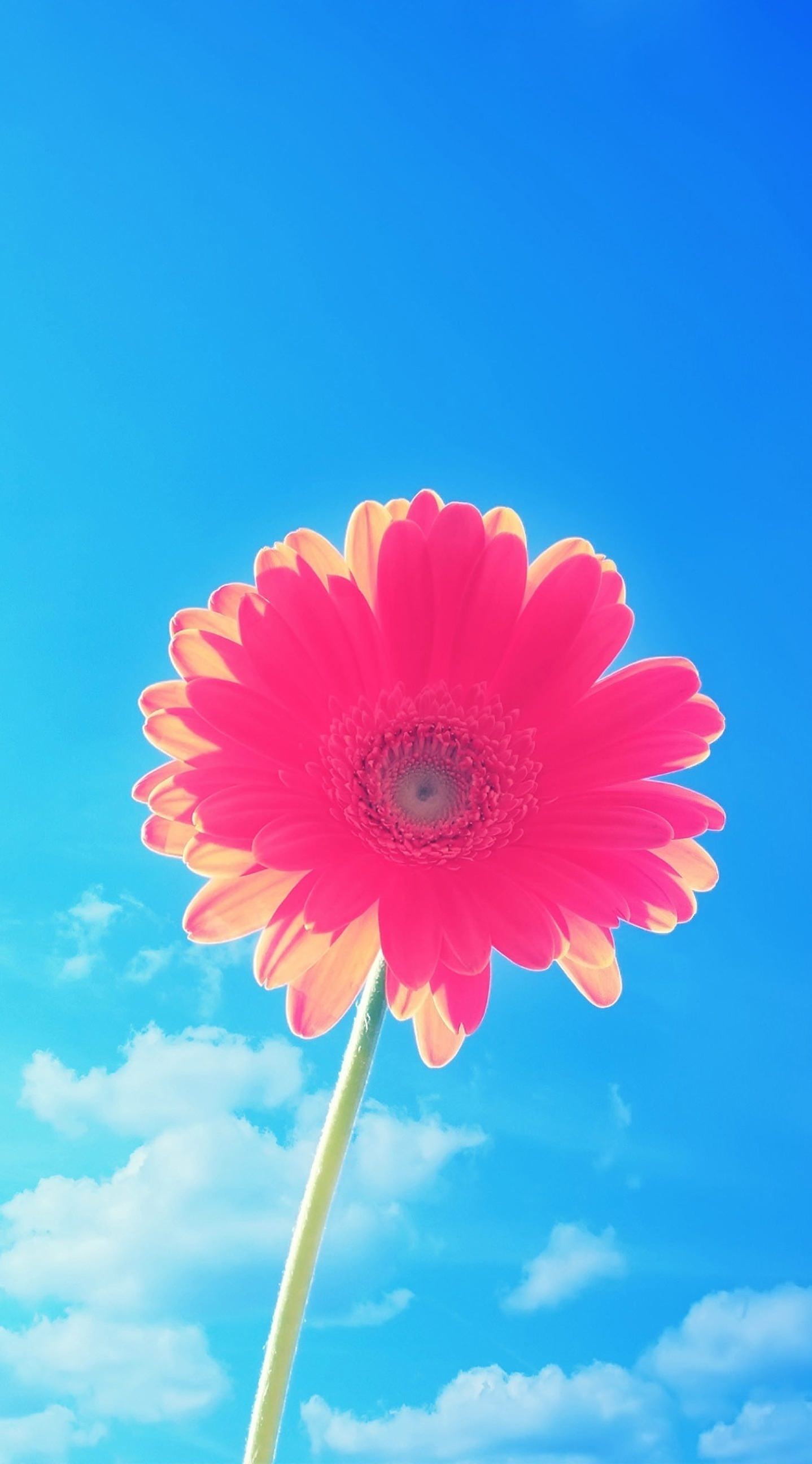 Iphone 8 Flower Wallpaper Hd | Best Flower Site