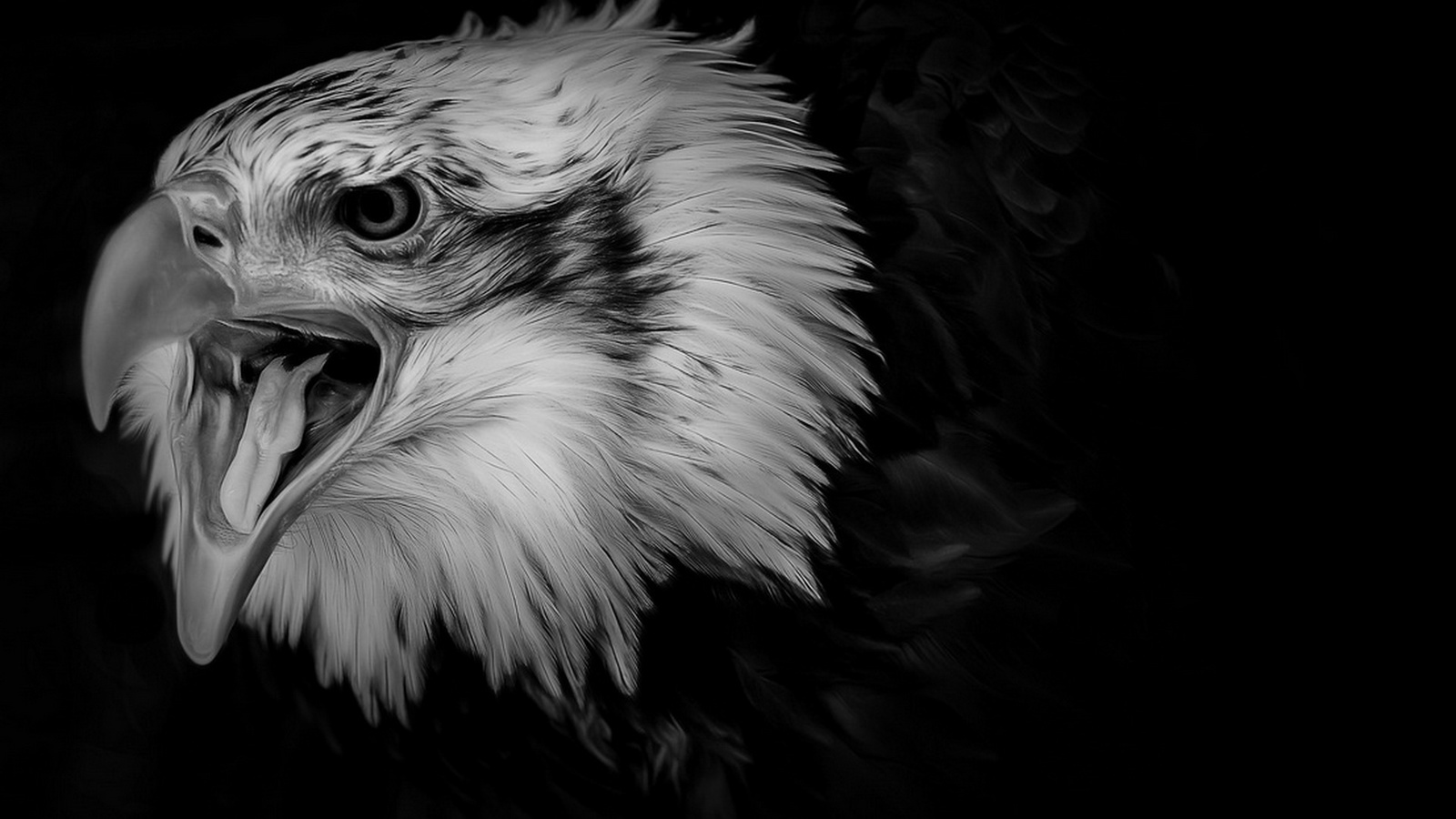 Free download 5548002 1600x900 black eagle wallpaper for computer Cool