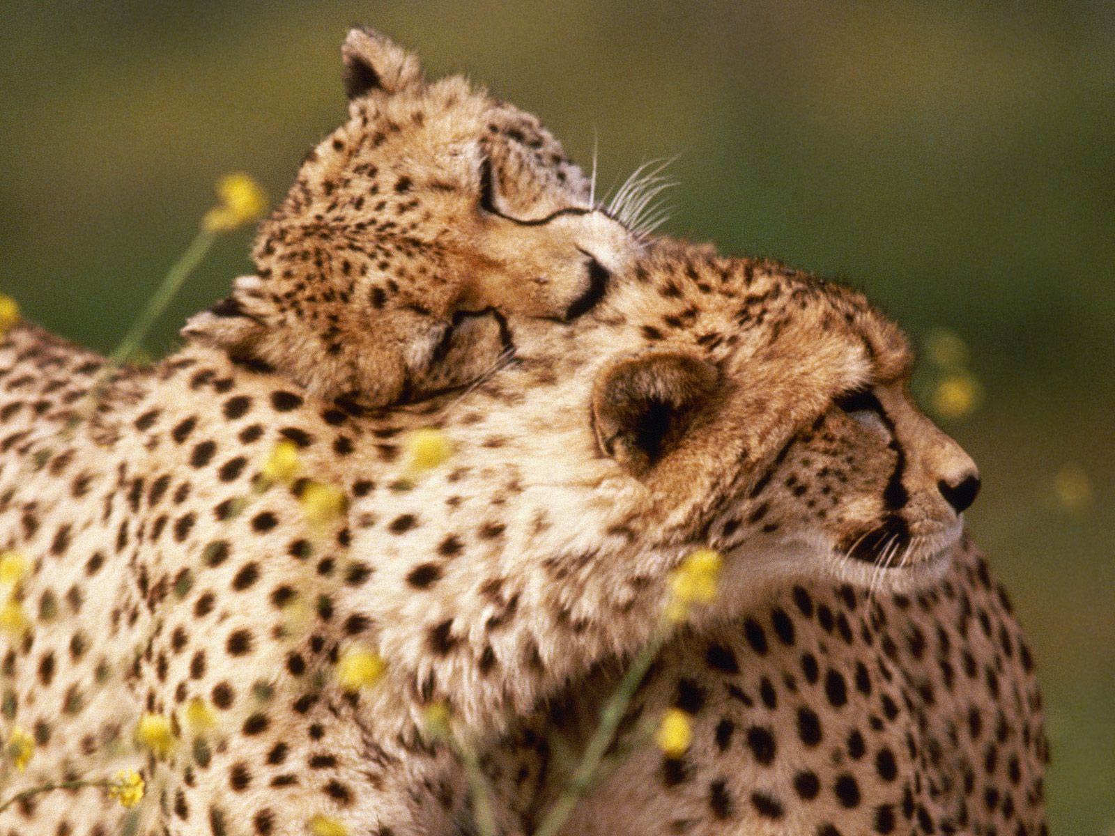 Cheetah Wallpaper HD Wallpupcom