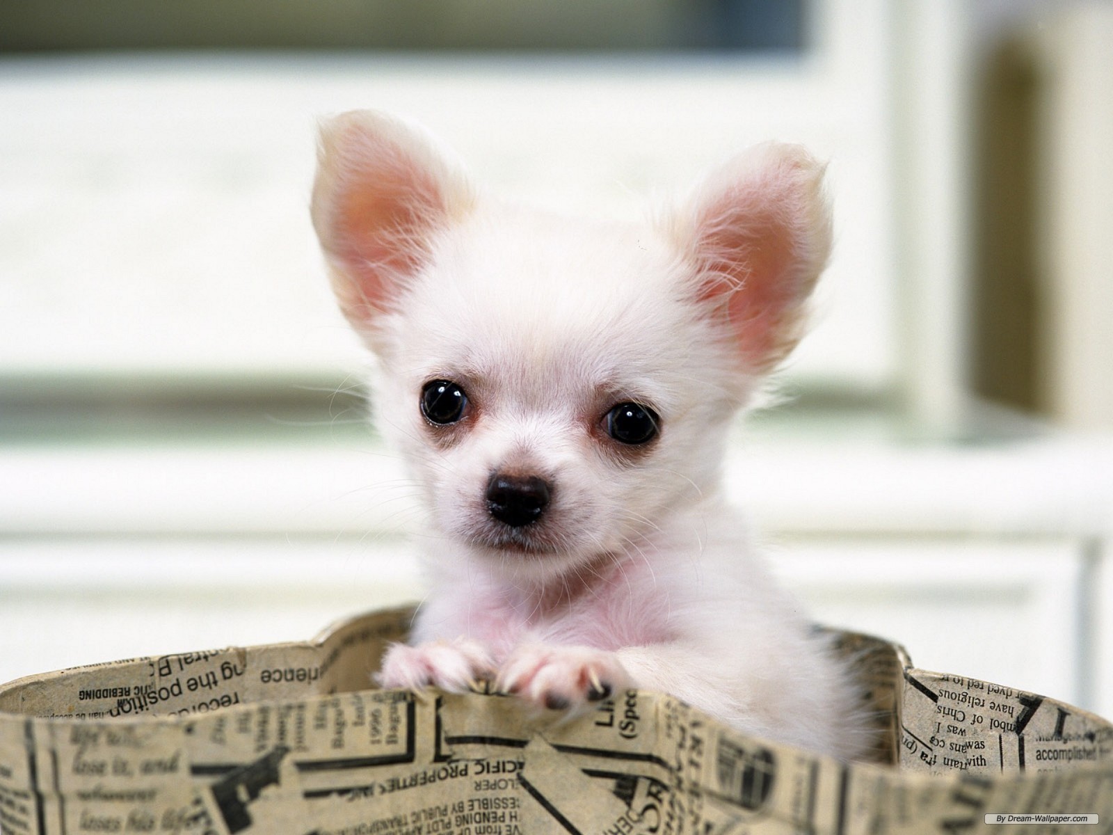 Pics Photos Bild Cute Chihuahua Welpen Spielen