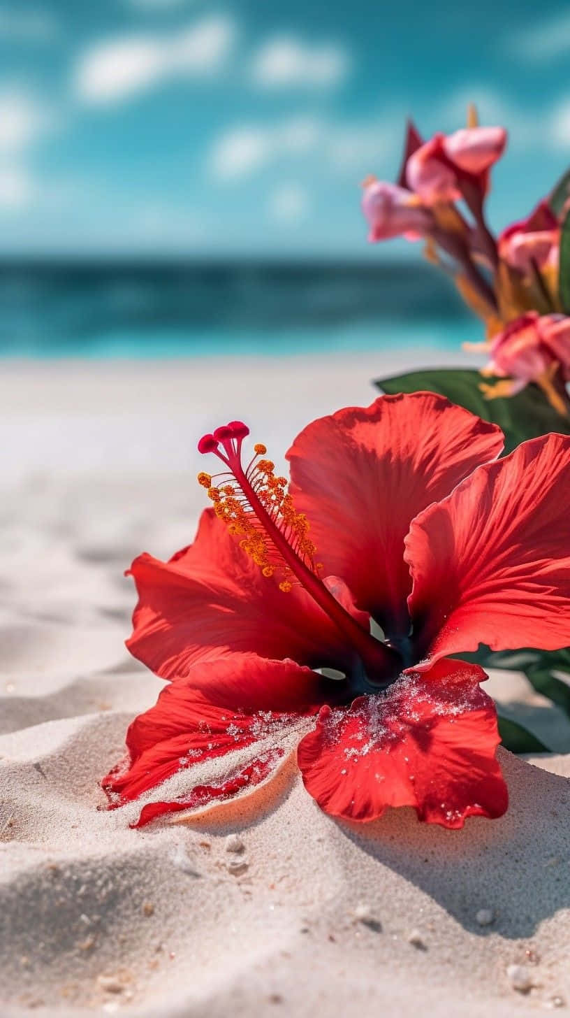 Hibiscus Aesthetic Wallpaper
