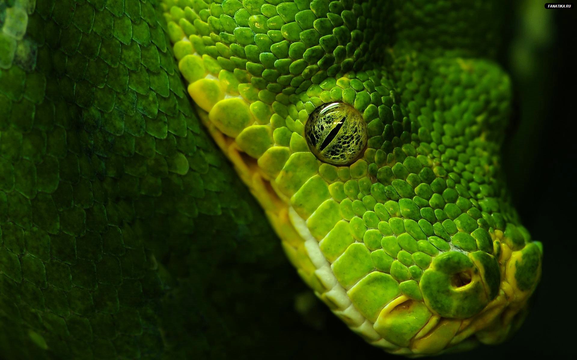 Animal High Wallpaper Resolution Image Python Snake
