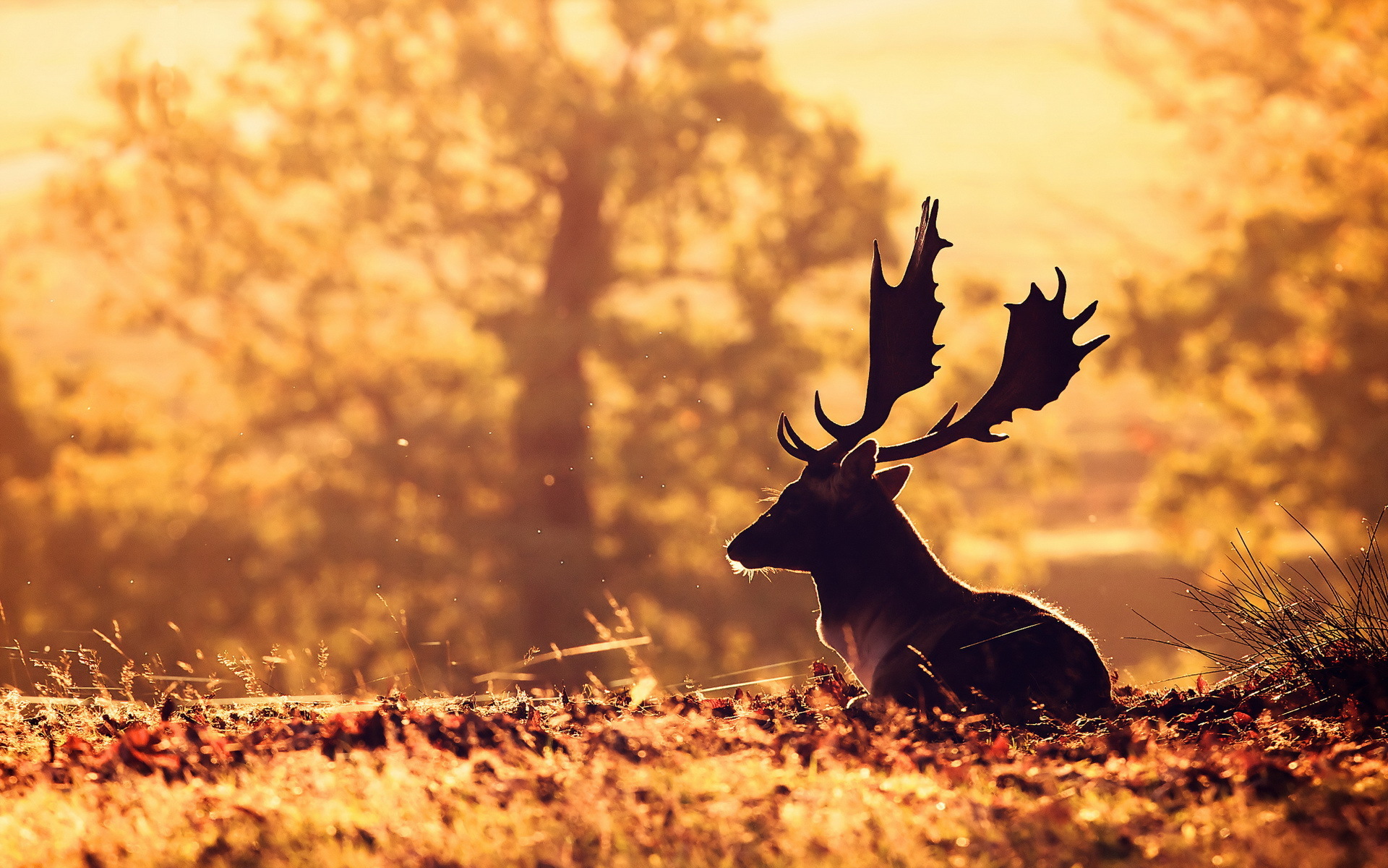 Deer Background Wallpaper