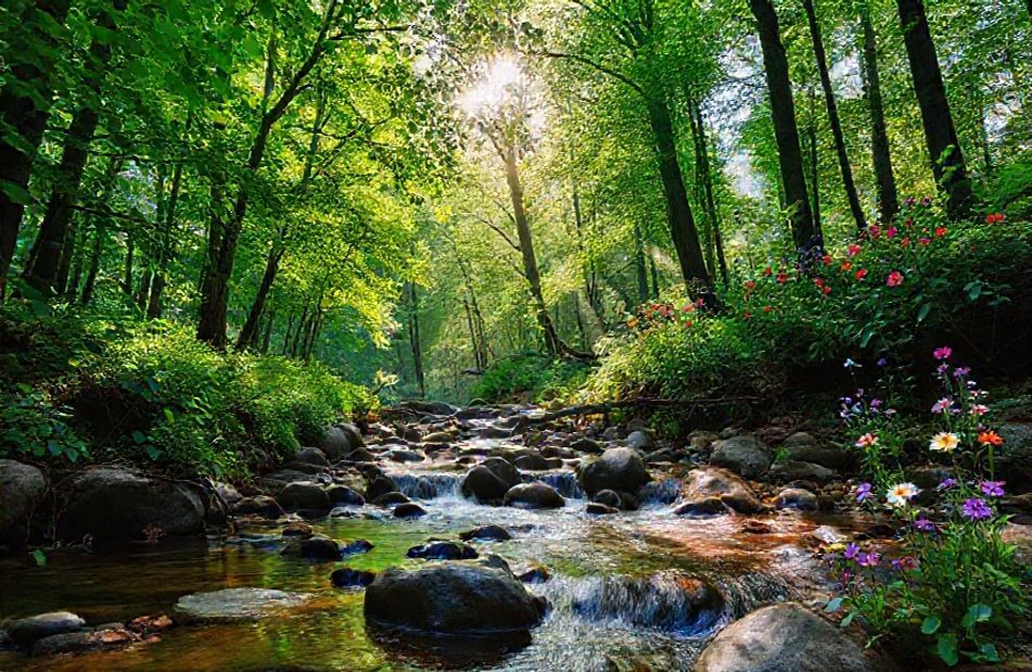 Nature Home Wallpaper