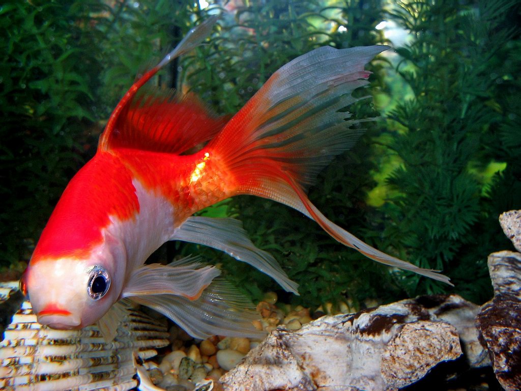 Red And White Small Fish Wallpaper Full Desktop Background