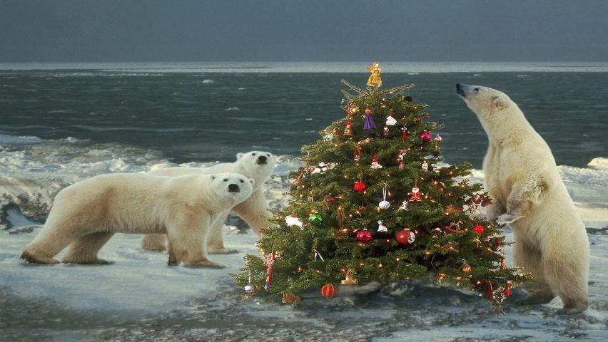 Polar Bear And Christmas Tree Wallpaper
