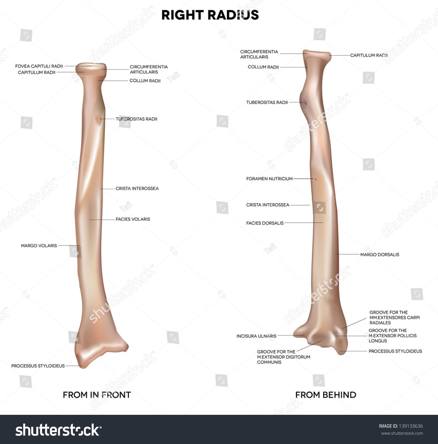 Radius Human Right Bone Detailed Medical Illustration