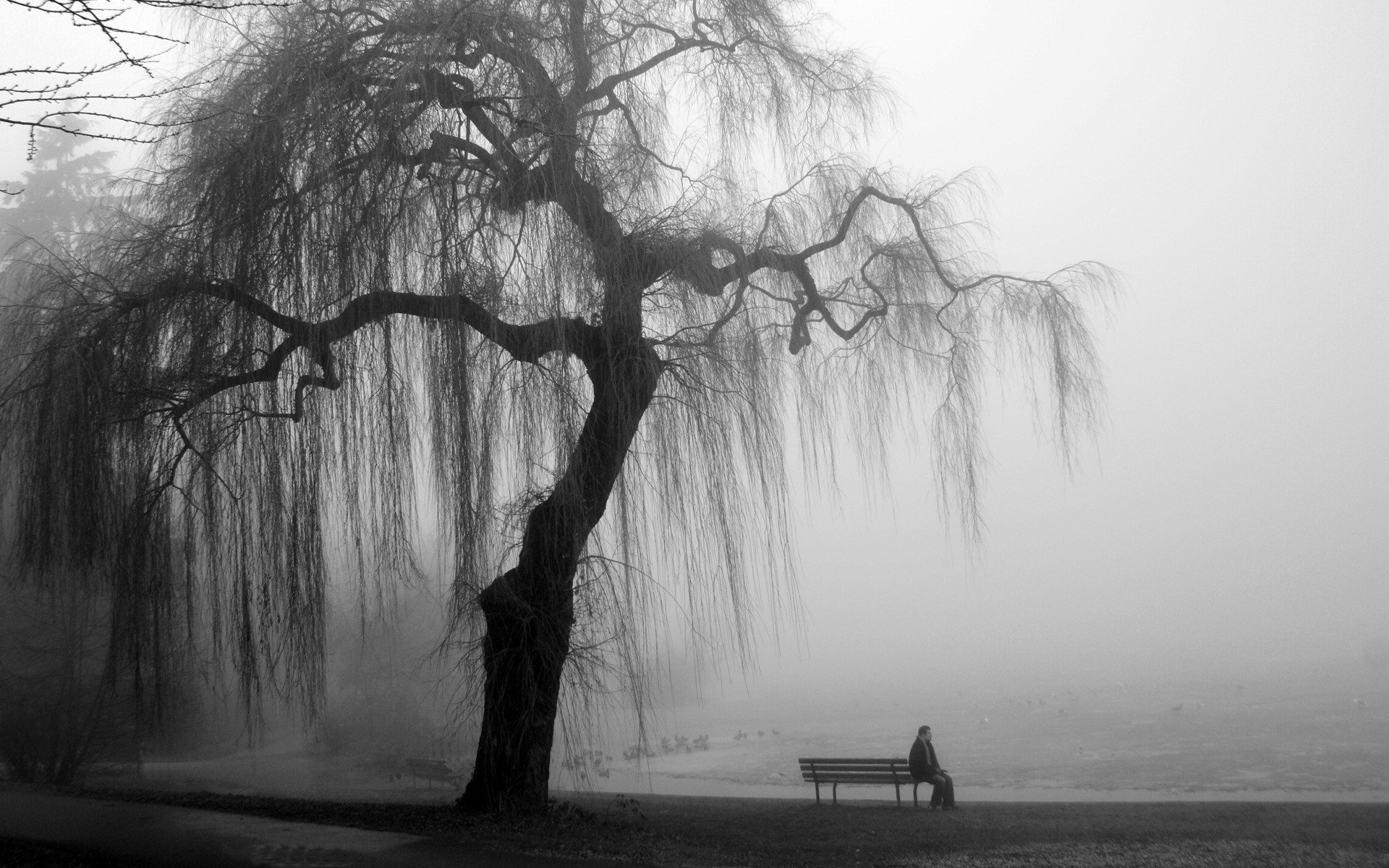 Black White Full HD Wallpaper And Image