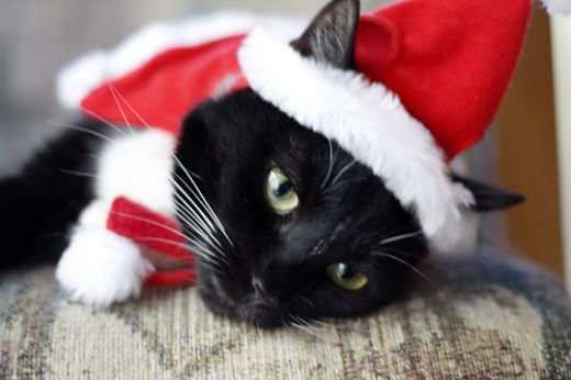 Christmas Kitty Cat Pictures