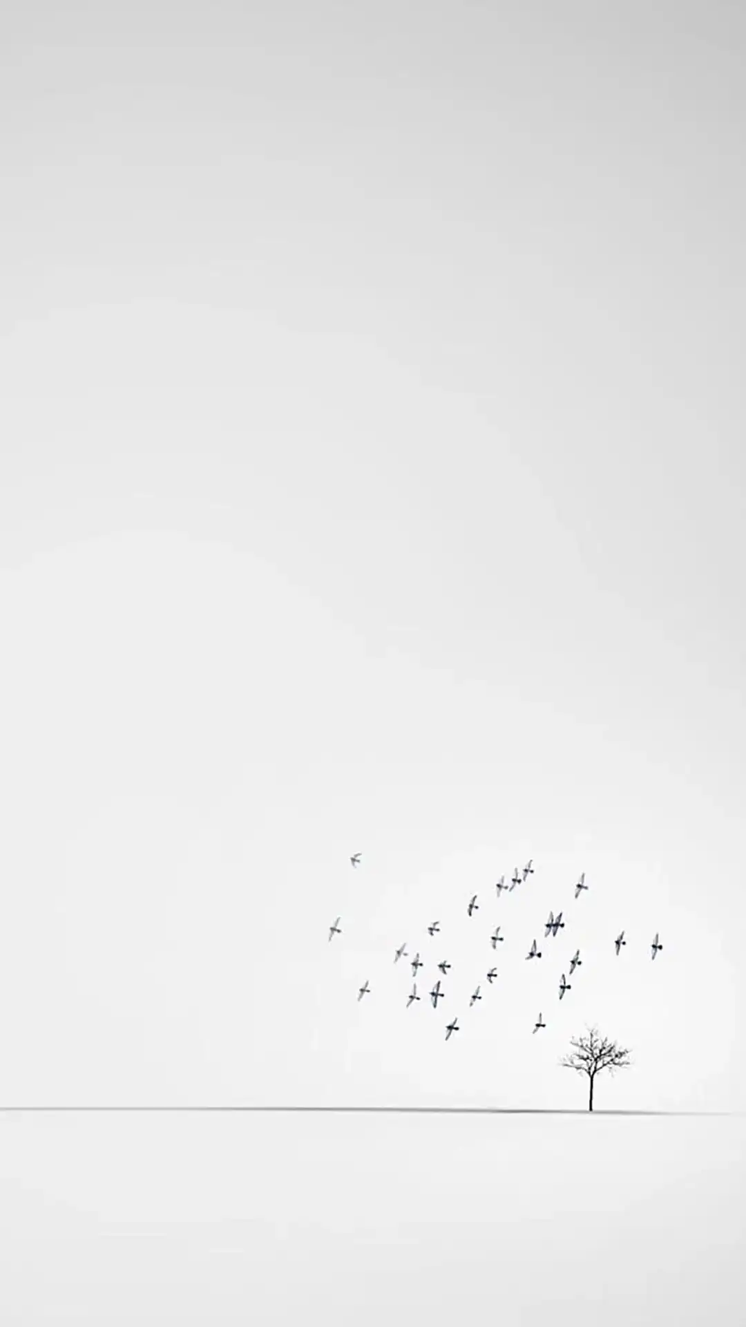 Top Best White Aesthetic iPhone Wallpaper