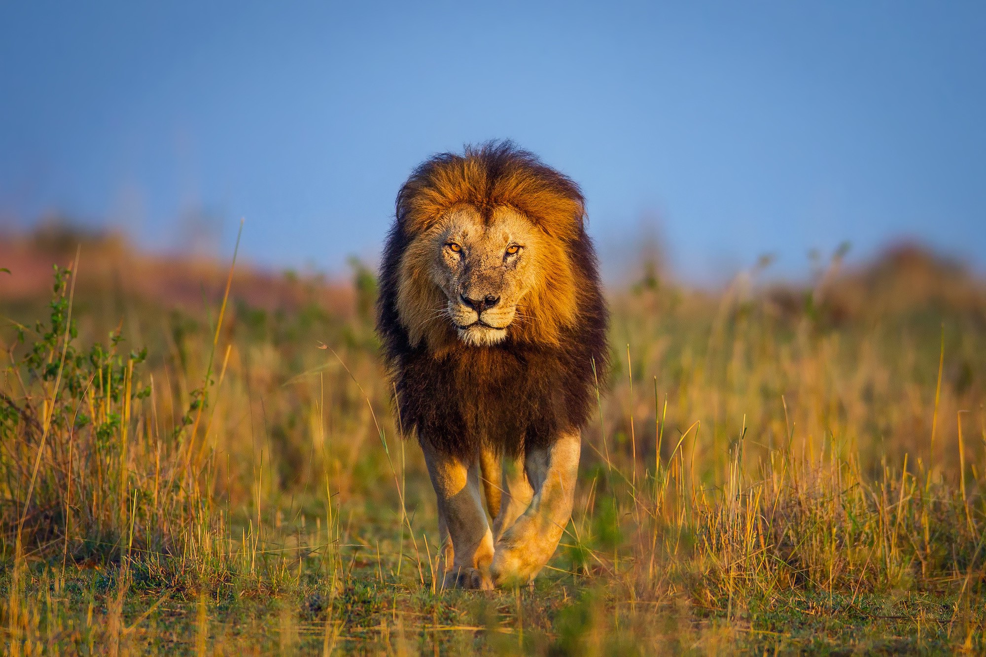 Animals Wildlife Lion Nature Wallpaper HD Desktop