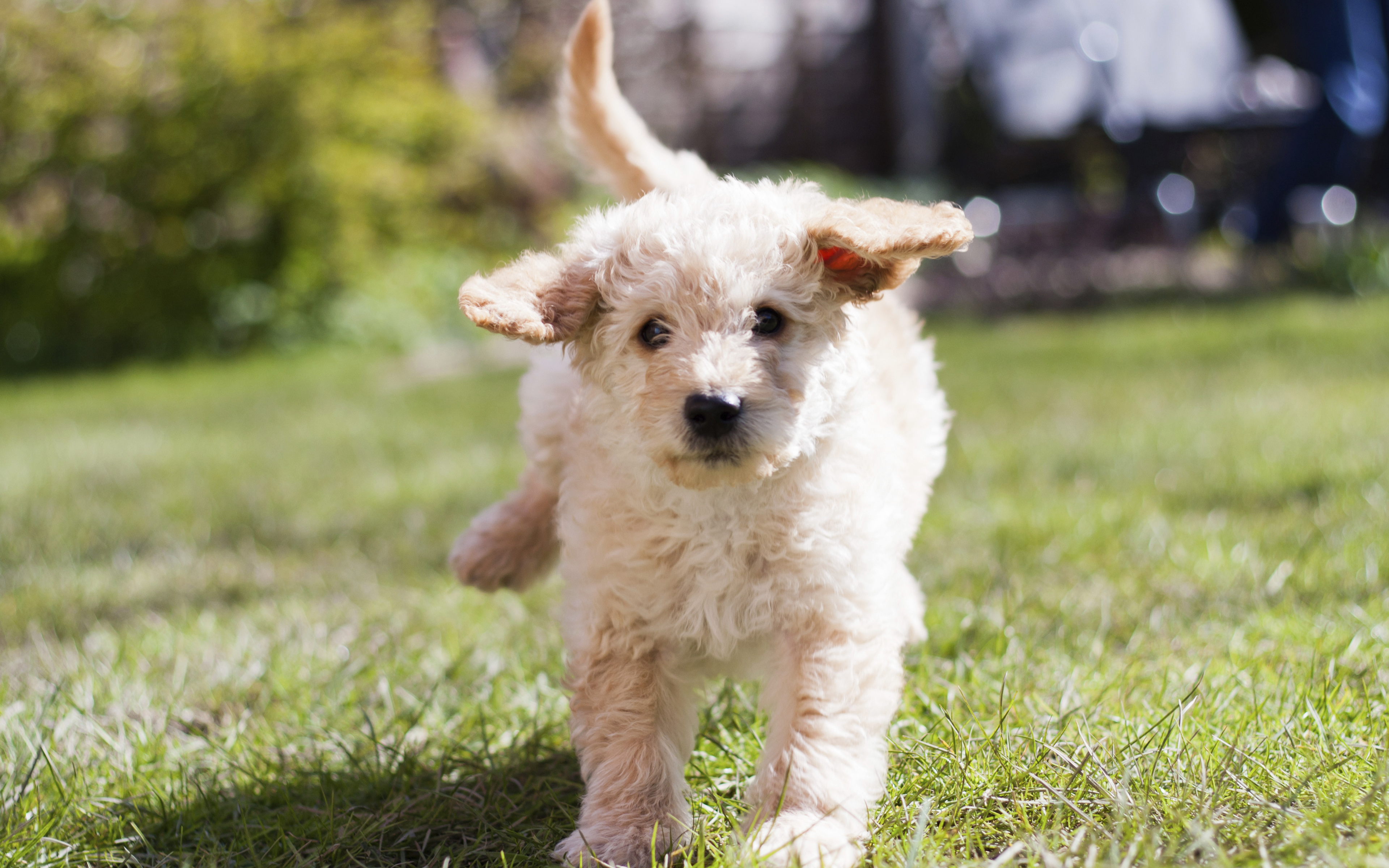 Wallpaper Labradoodle White Curly Puppy Small Dog