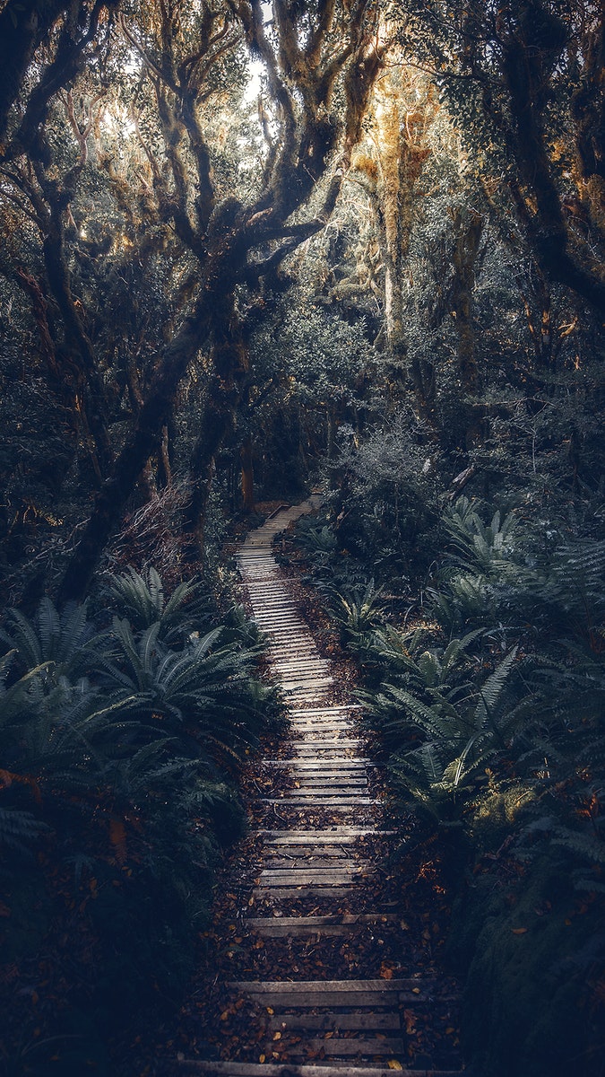 Pathway In New Zealand Tropical Premium Photo Rawpixel