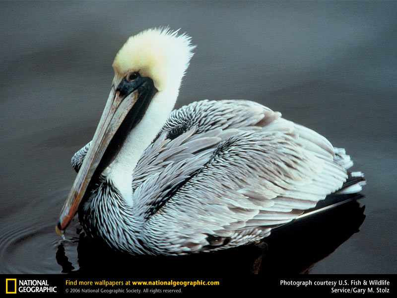 Pelican Picture Desktop Wallpaper