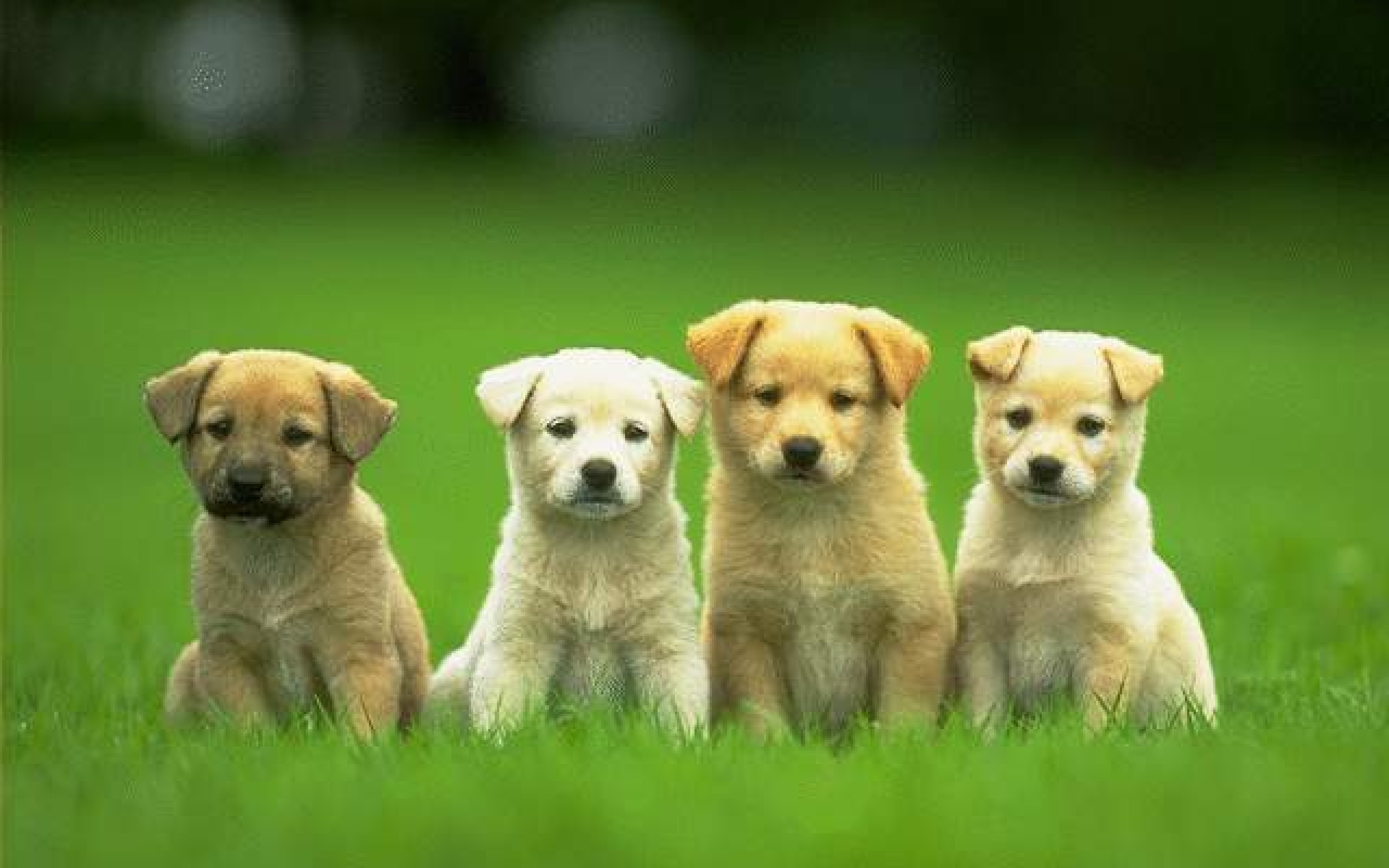four cute puppy dog wallpaper HD Wallpaper Backgrounds