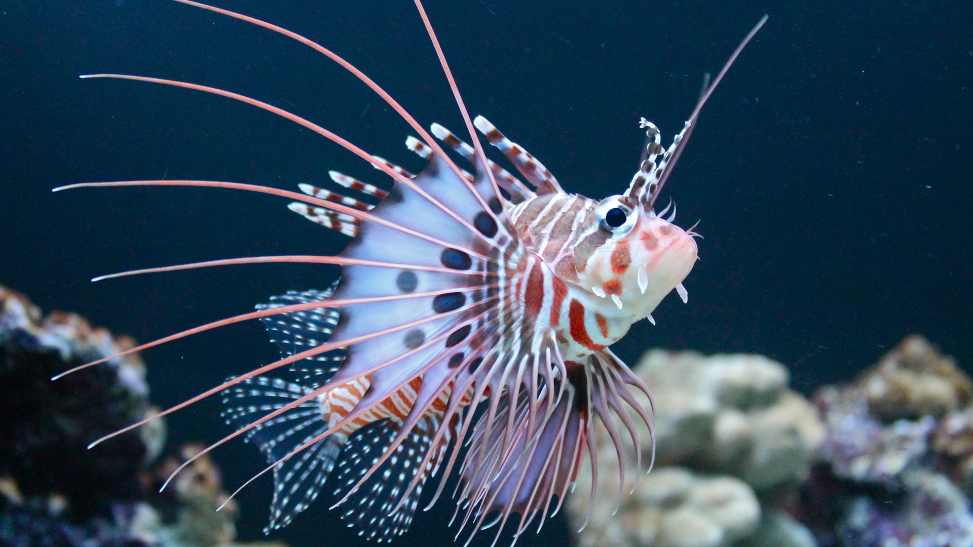 Best Animals Wallpaper Lionfish