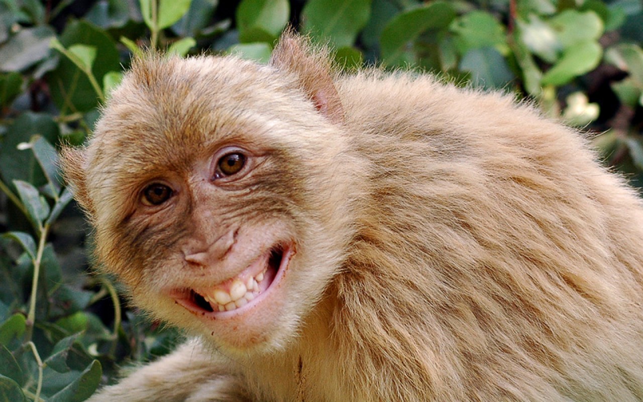 Picture Of Funny Monkey High Definition Widescreen Wallpaper