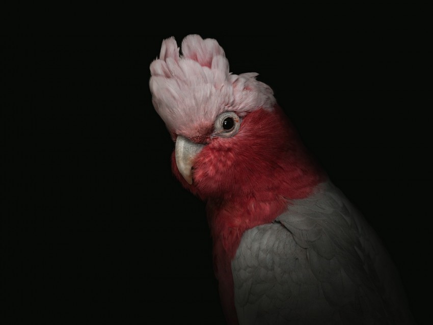 Cockatoo Parrot Bird Pink Portrait Funny Background Toppng