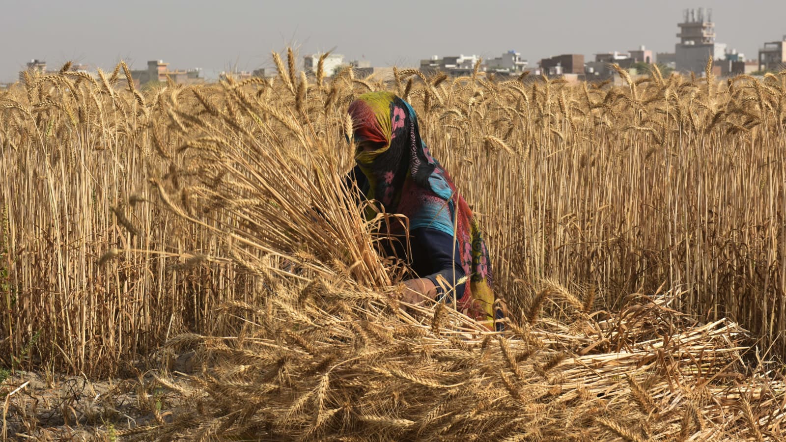 Heat wave in India threatens residents and crucial wheat harvest