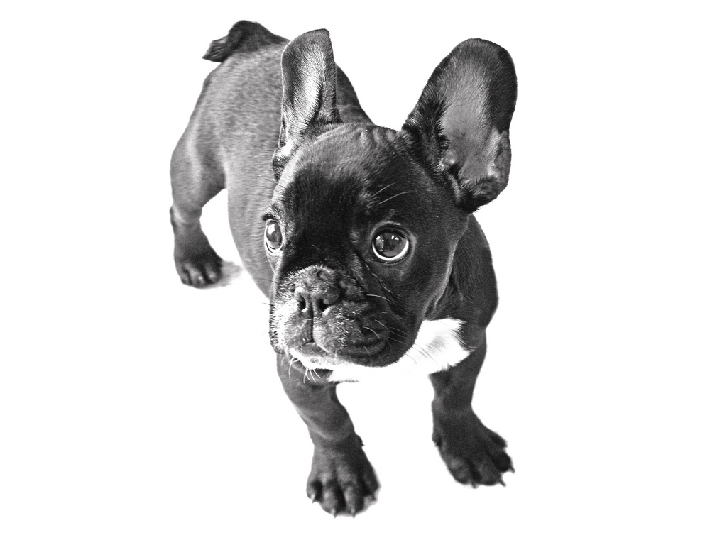 French Bulldog Puppy Cute Pictures Dogs