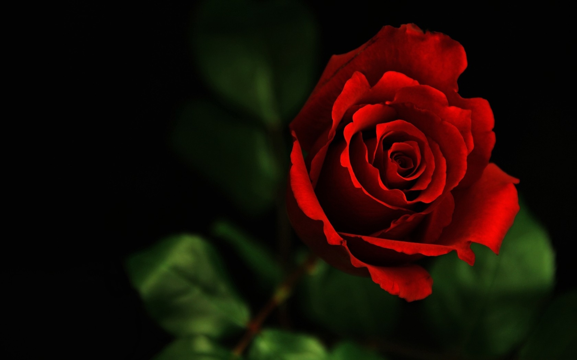 Nature Rose HD Wallpaper