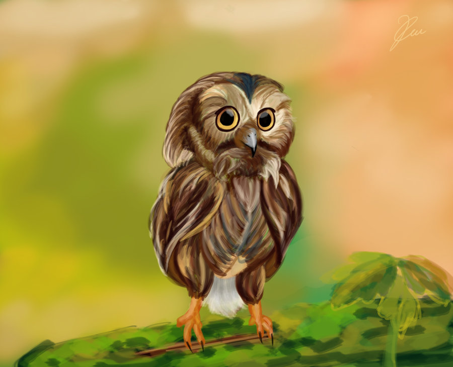 Cute Baby Owl Drawing Image Pictures Becuo