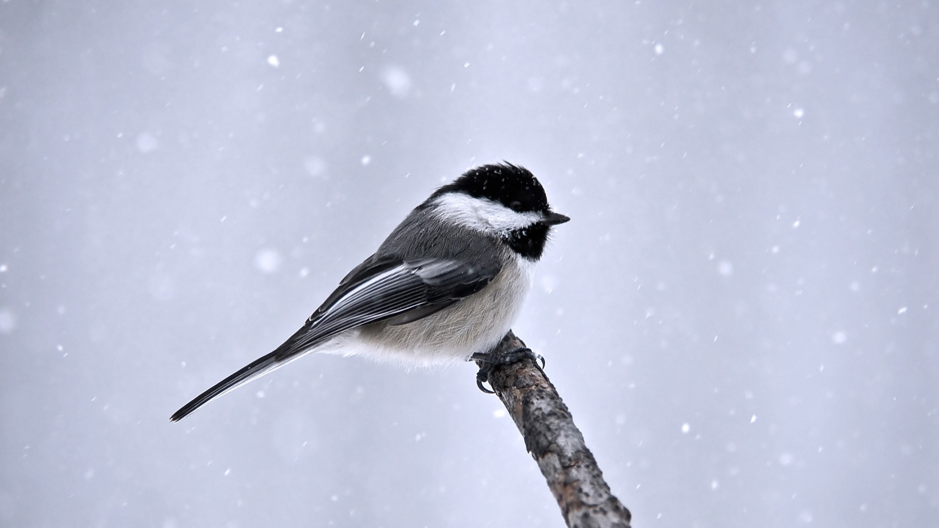 Bird In The Snow Wallpaper