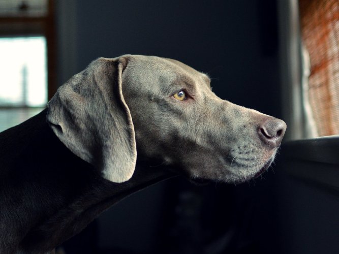 Weimaraner Breeders Ontario The Dog Wallpaper Best