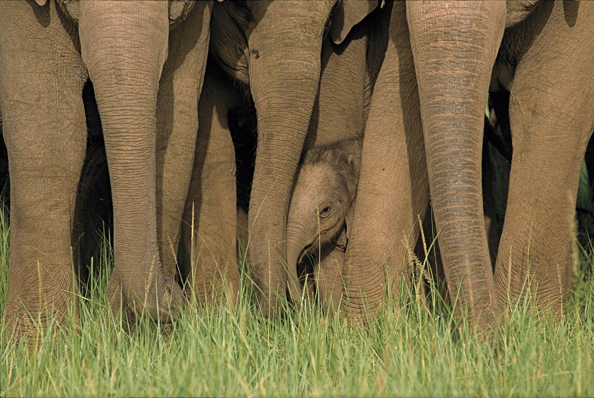Top 4k Elephant Wallpaper Full HD To Use