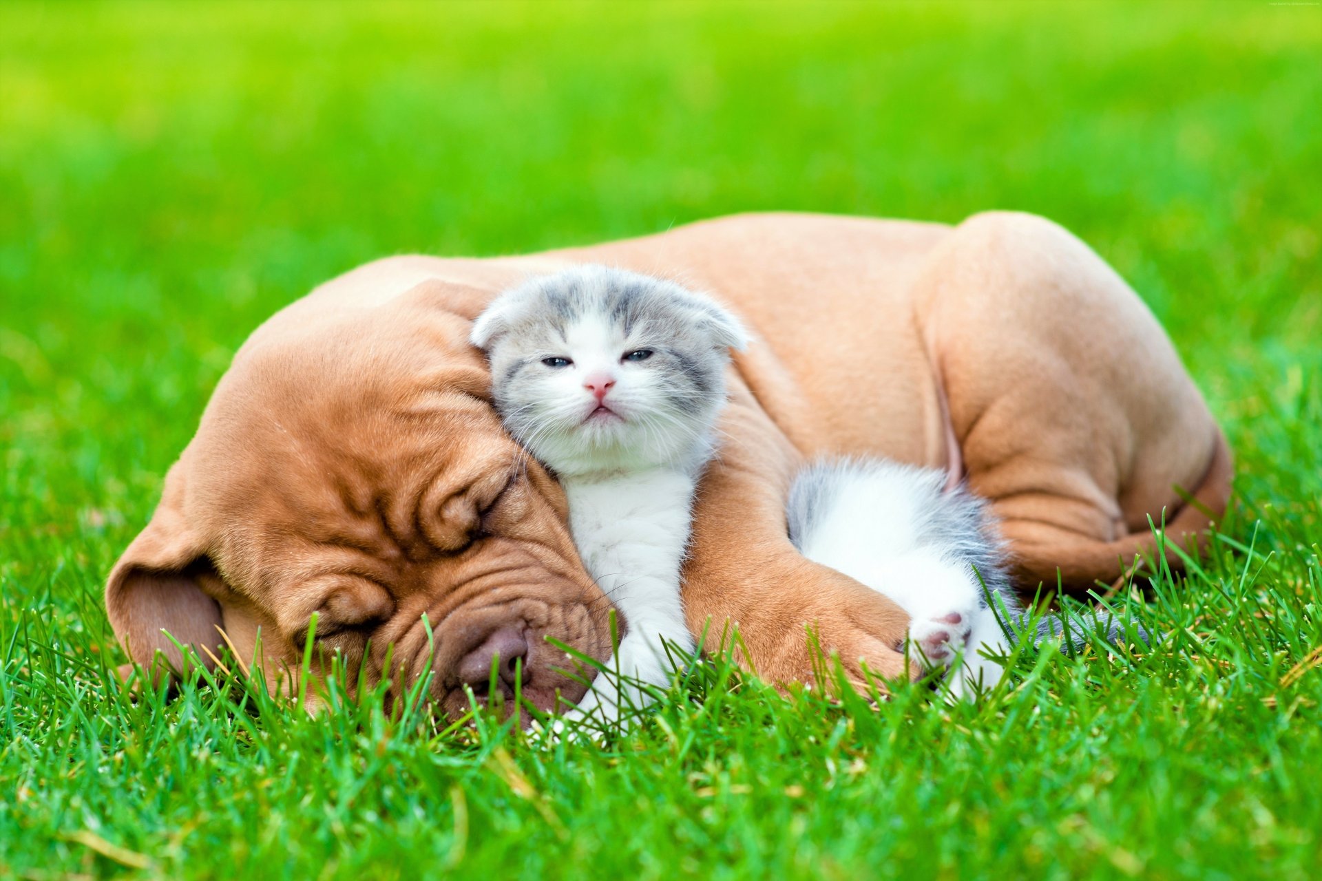 A heartwarming image of a puppy and kitten cuddling together on lush green grass, showcasing the adorable bond between these two young animals