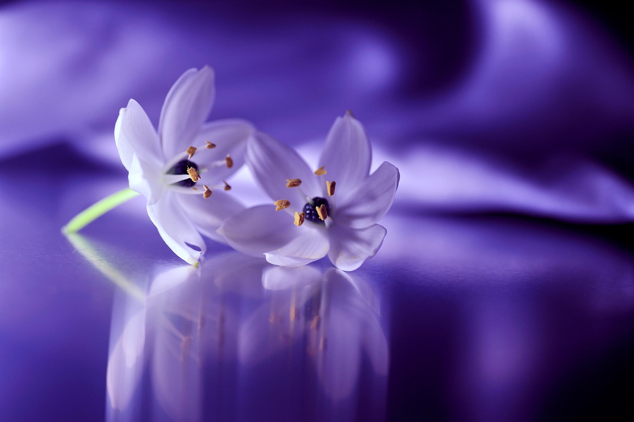 Wallpaper Sunlight White Flowers Purple Blue Blossom