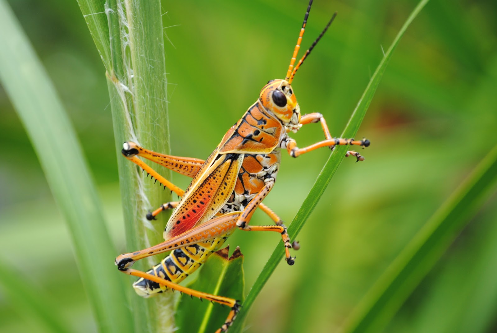 Grasshopper Wallpaper Pictures Umad