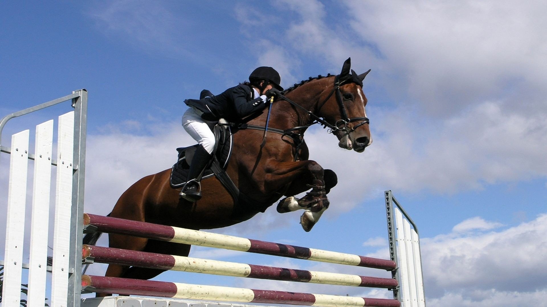 Equestrian Wallpaper