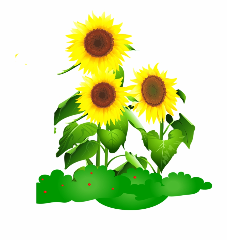 Mon Sunflower Drawing Animation Seed Dibujo De